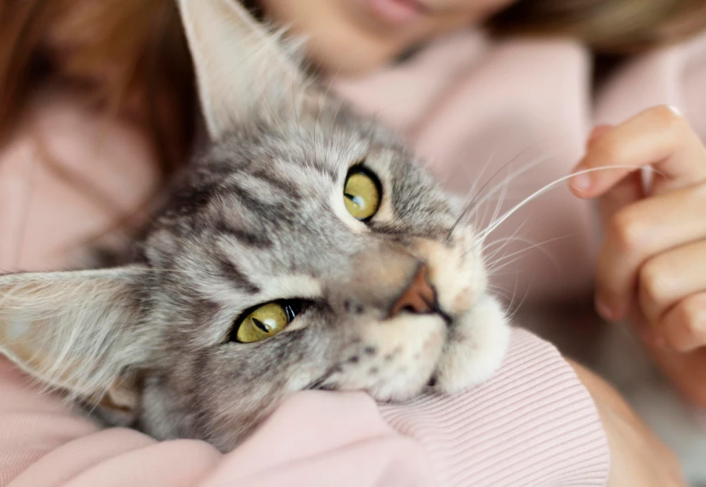 interactive pet camera